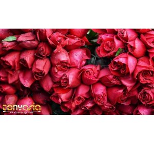 Mengapa Banyak Pasangan Anggap Perayaan Valentine Membosankan? | Tembak Ikan | Tembak Ikan Online